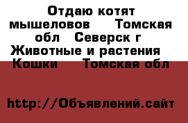 Отдаю котят мышеловов)) - Томская обл., Северск г. Животные и растения » Кошки   . Томская обл.